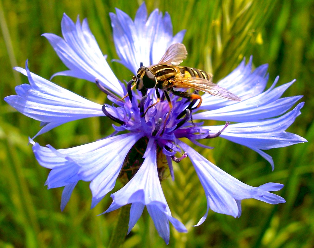 Cornflower . Kornblume Germany . Bavaria . 2008 Flickr