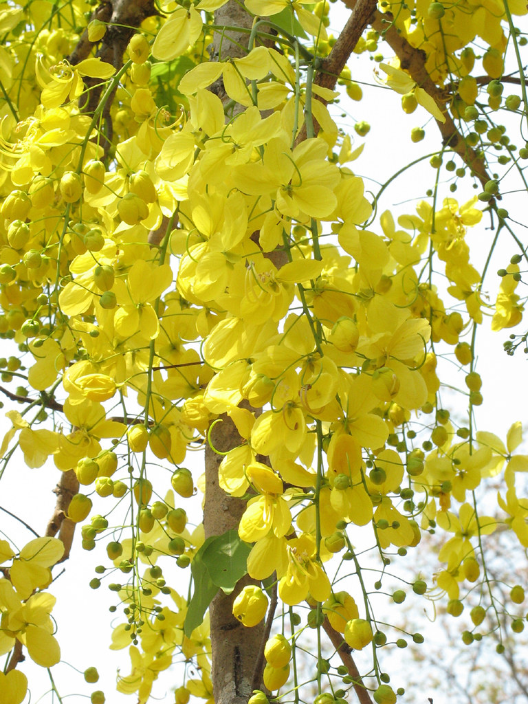 Kanikkonna Golden yellow flowers of the season Shyam Kumar Flickr