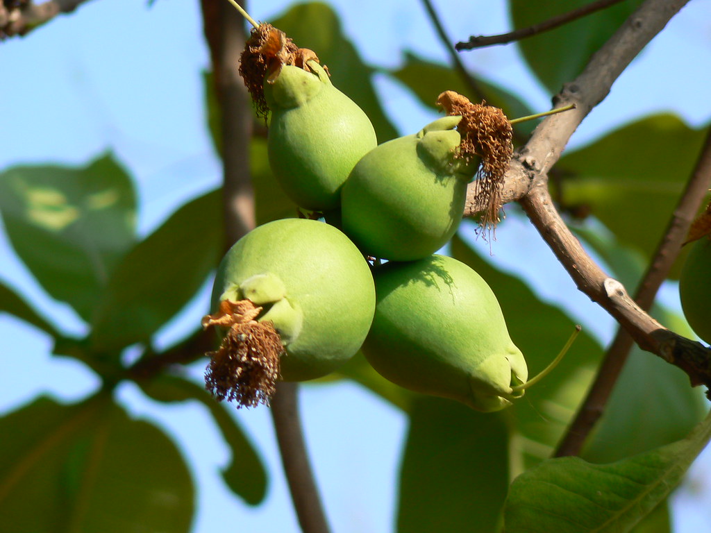 Kumbhi (Hindi कूम्भी) Lecythidaceae (brazil nut family) »… Flickr