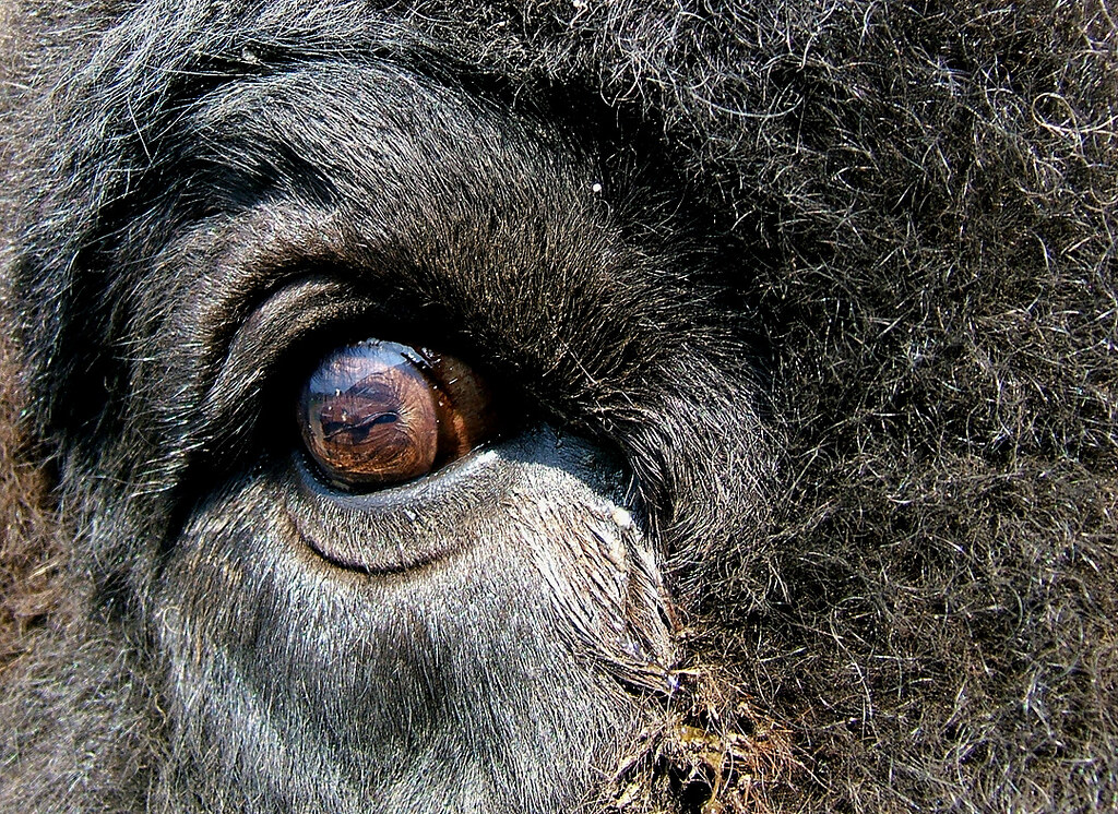 Bison Eye It's not often that you have to use the macro se… Flickr