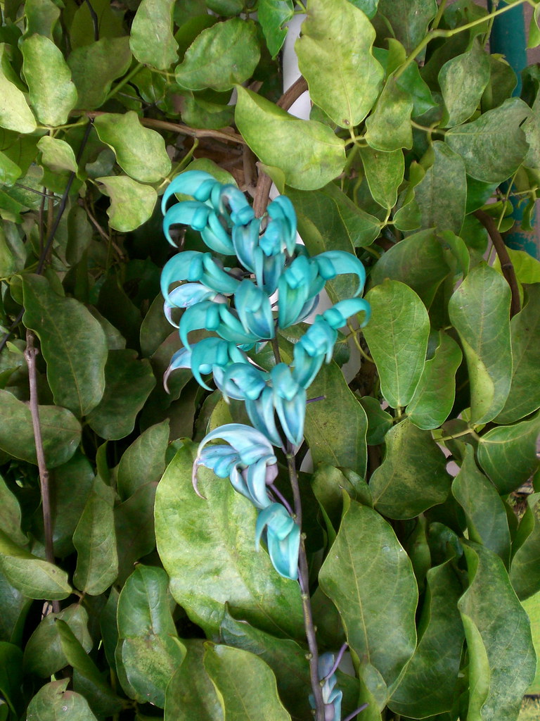 Jade flower Jade flower. I was told the bloom is rare and … Flickr