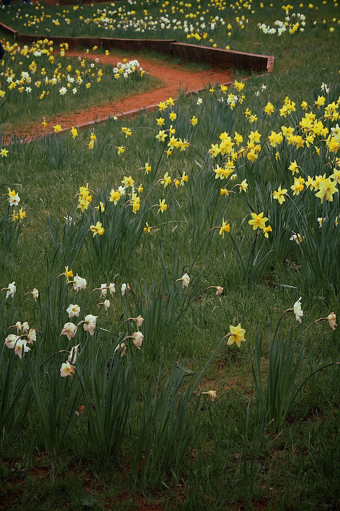 Daffodil Hill It's difficult to get a shot at Daffodil Hil… Flickr