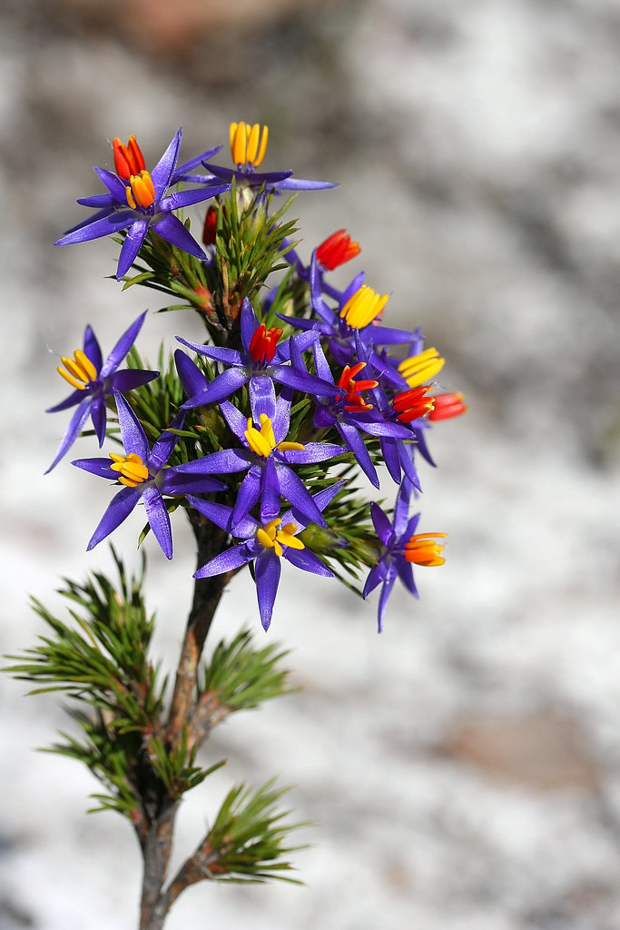 Blue tinsel lily Dasypogonaceae Calectasia narragara A be… Flickr