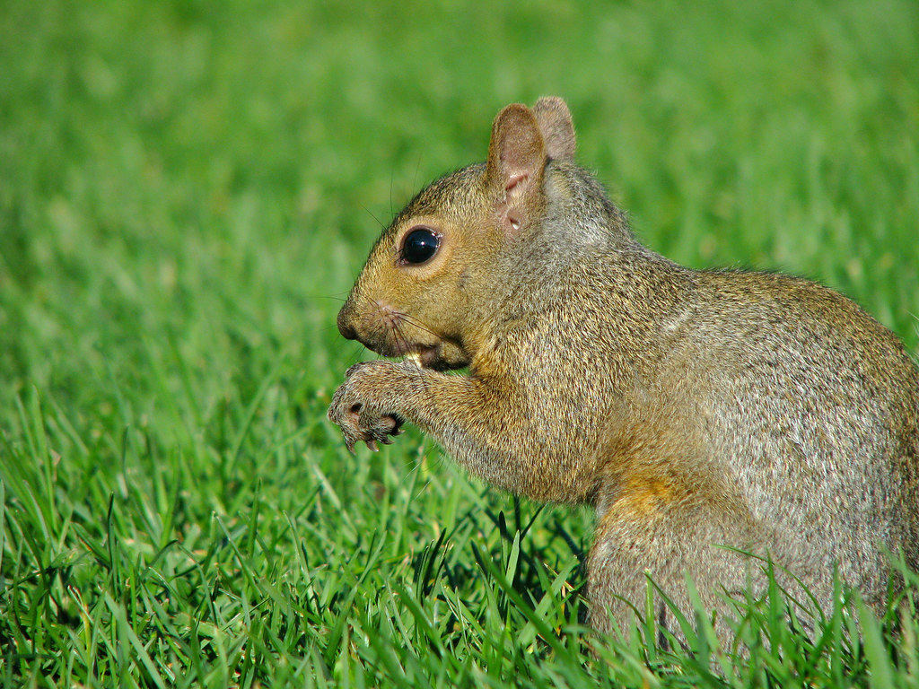Friendly Squirrel Squirrel in Wisconsin Sandra Flickr