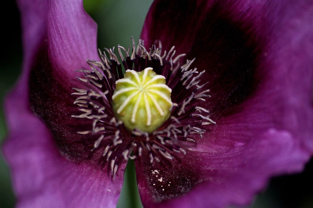 Flowers For Everyone! I hope you're all enjoying the day, … Flickr