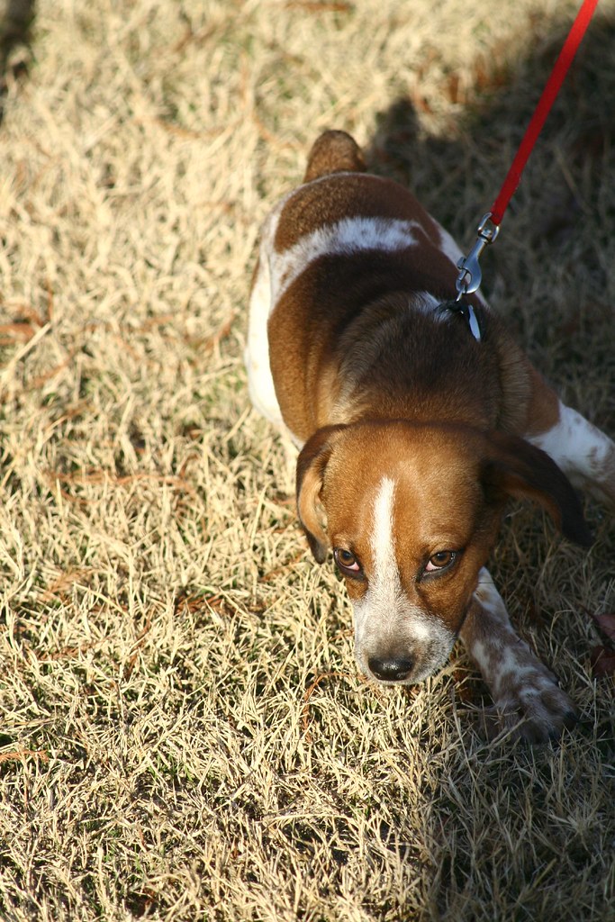 Superior Dog Training uptonia Flickr