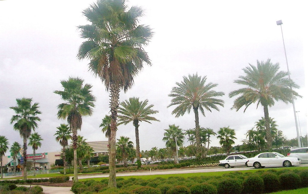 Palm trees Orlando,fl lastbattle2006 Flickr