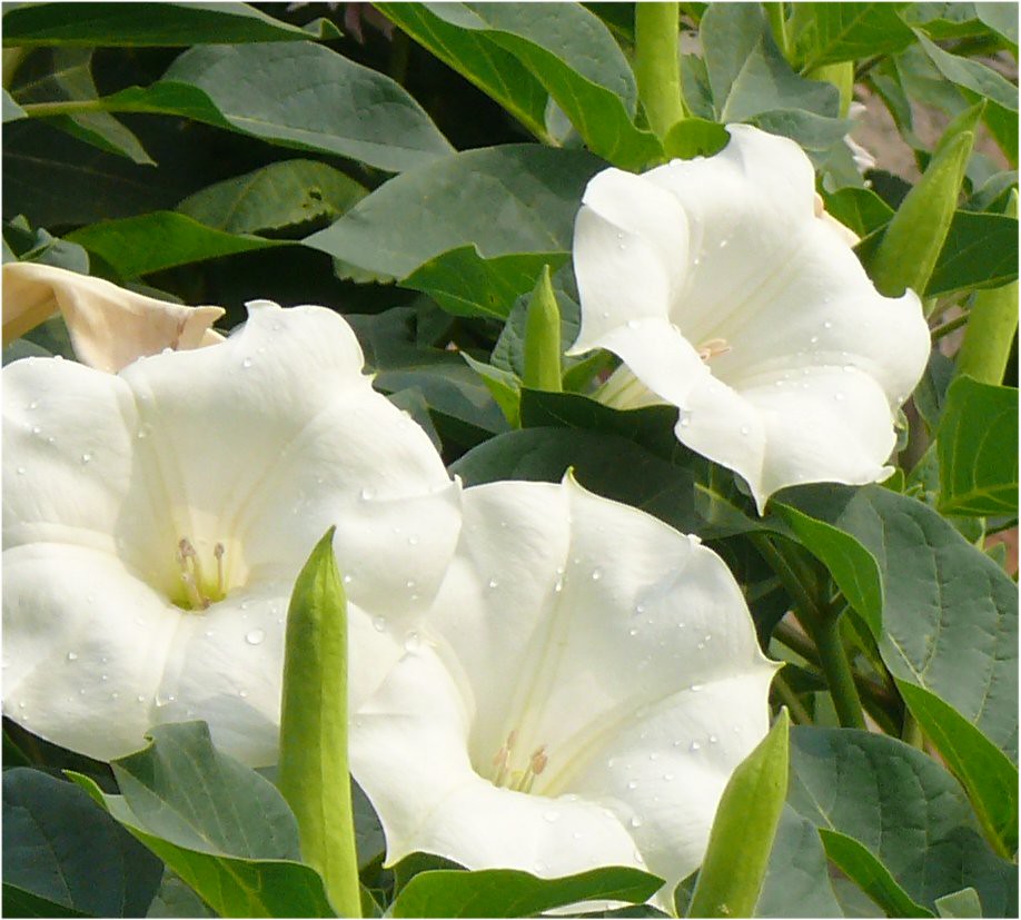 Fleures blanches Fleur prise a Fabreville laval QC Flower … Flickr