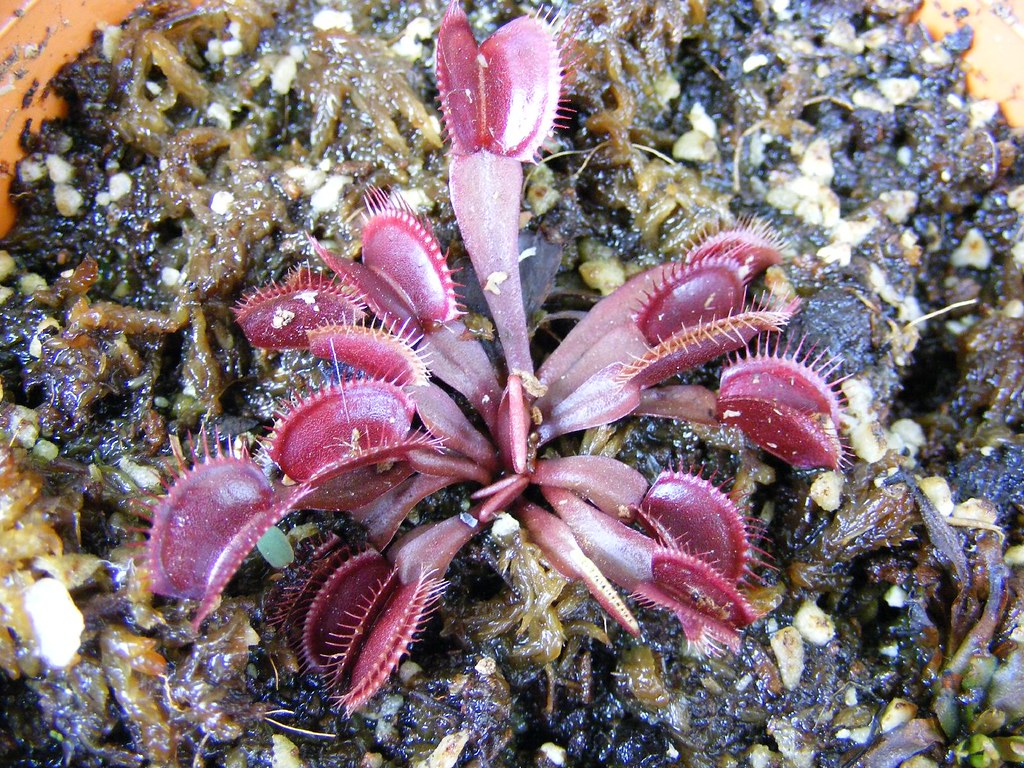 Dionaea Muscipula All Red Venus Flytrap The World Through Athene