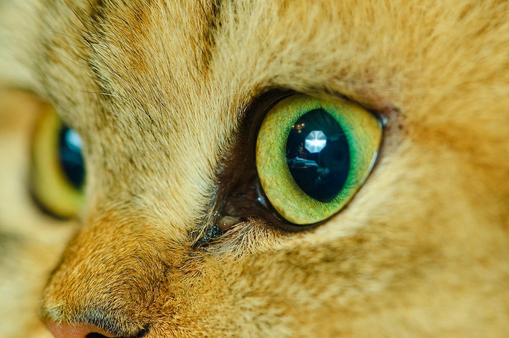 Setup through the (cat) eye Inspiration