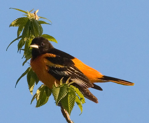 Baltimore Oriole Photo taken at the Binbrook Conservation … Flickr