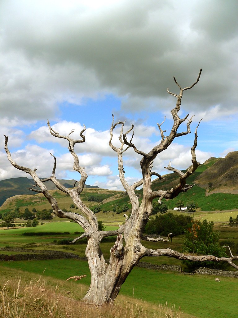 Yorkshire Dales tree Patrick Theiner Flickr