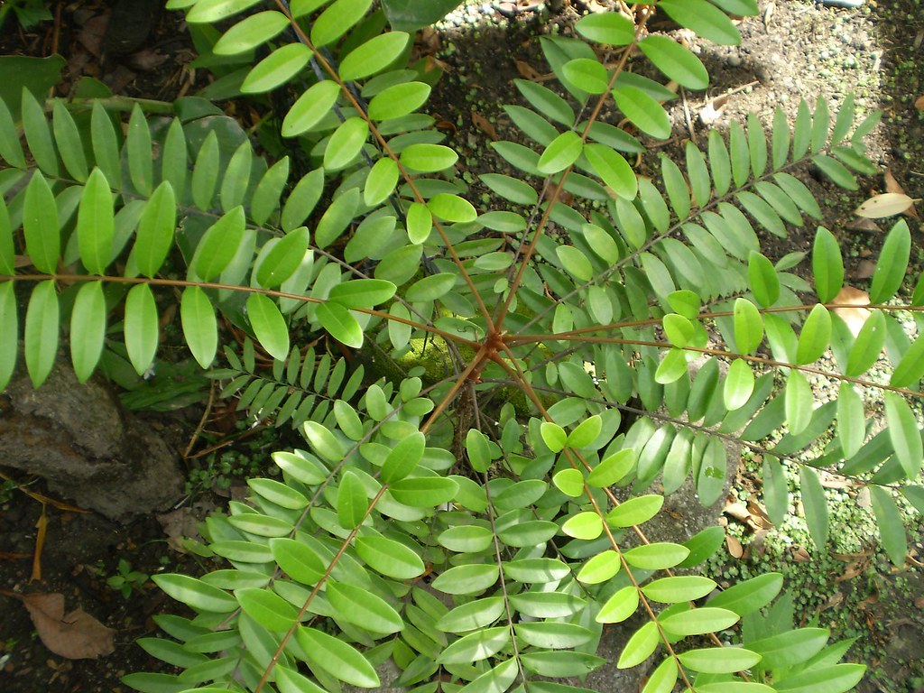 Longjack/Tongkat ali/pasak bumi longifolia Jack (… Flickr