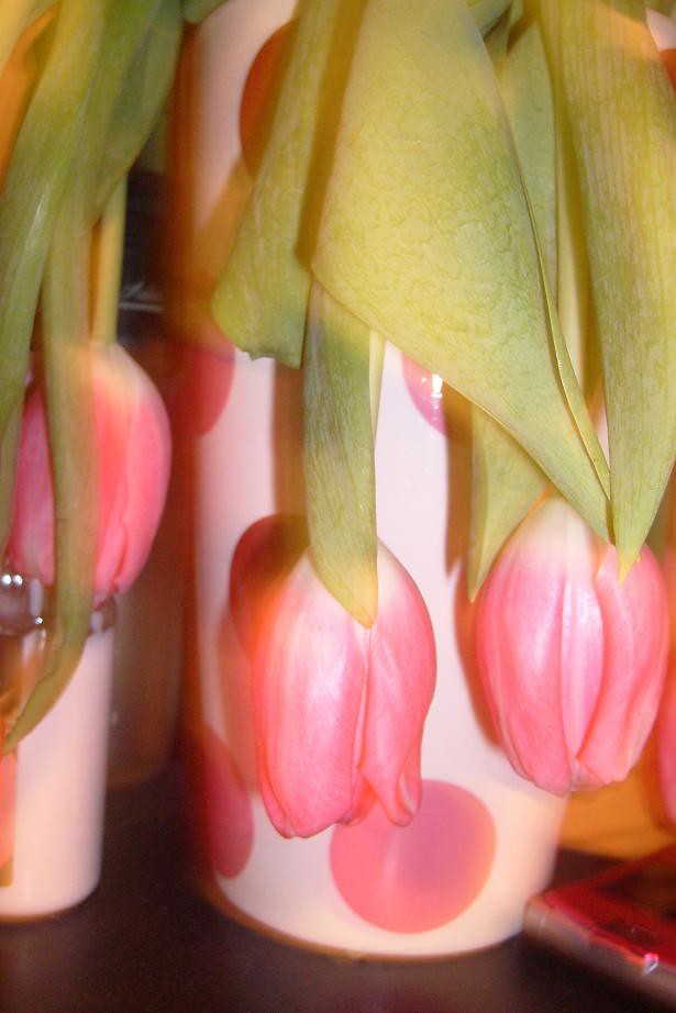 wilting. My flowers are dying ( Ashley Rose Flickr