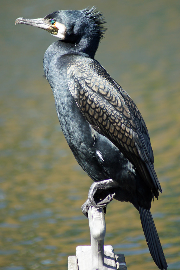 WHO'S A PRETTY BOY THEN ? Cormorant. Poem by Christopher I… Flickr