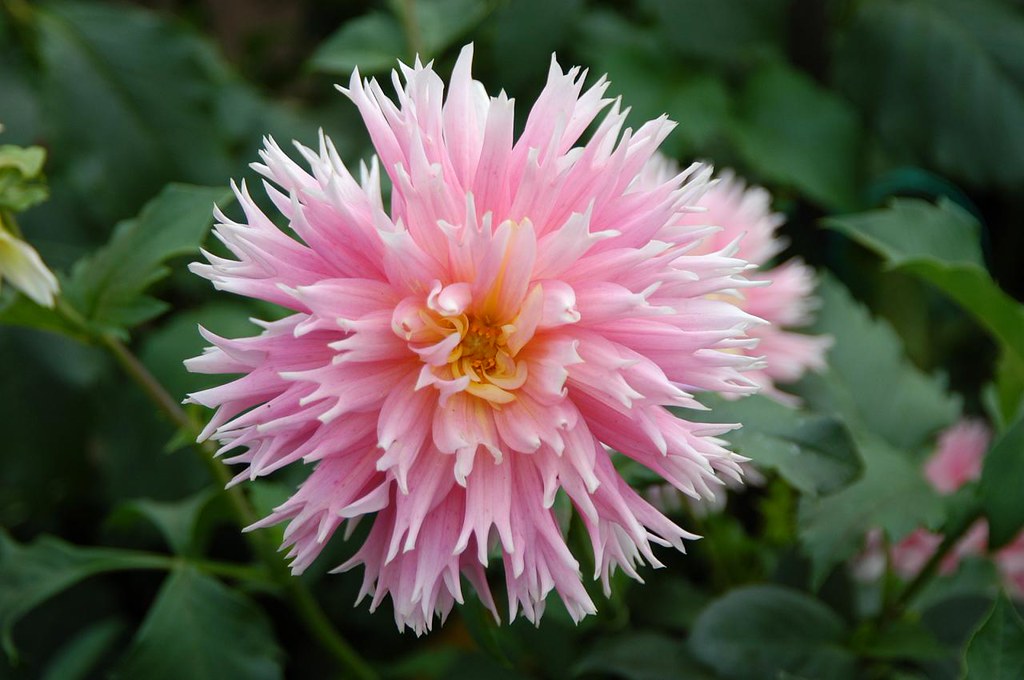 Dahlias San Francisco Conservatory of Flowers Dahlias … Flickr