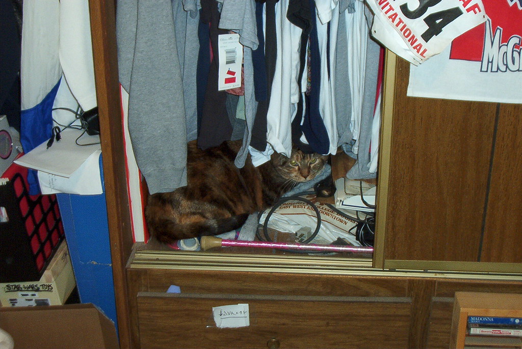 Cat in my closet midwinter Flickr