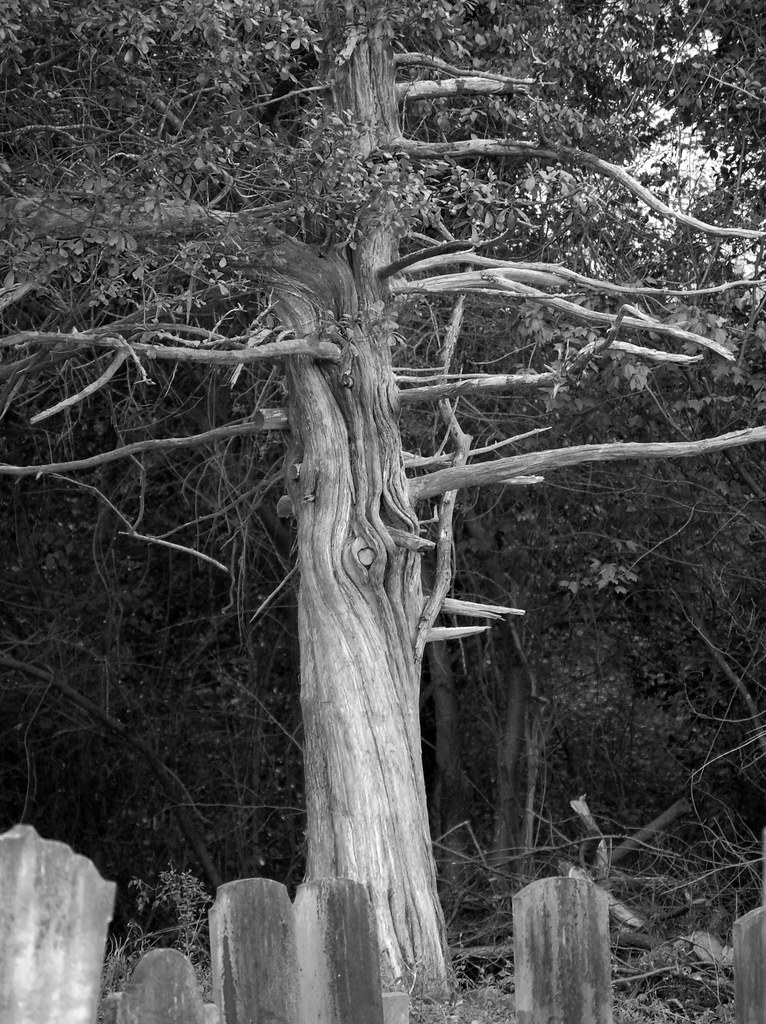 Cool Tree in Black & White I like this tree interesting … Flickr