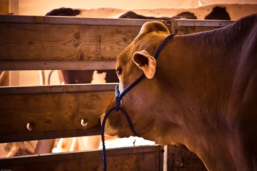 Cow Dreams A Swiss Brown cow looks like she's dreaming