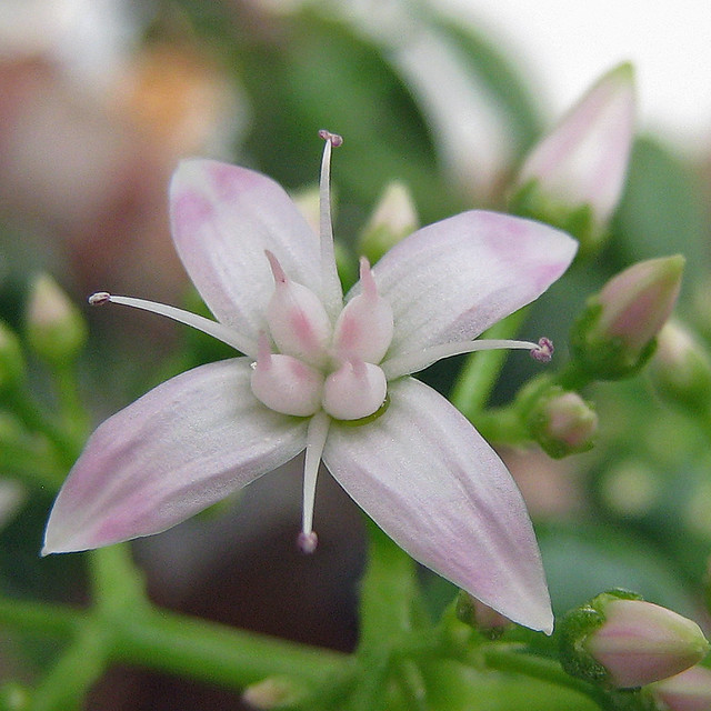 Jade Flower a photo on Flickriver