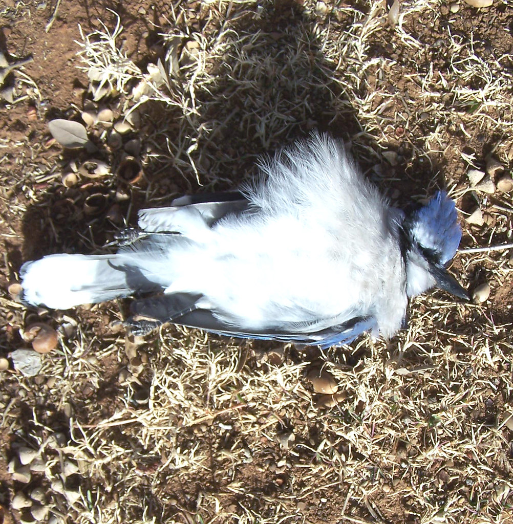 05 dead blue jay Shirlene Cooper Flickr