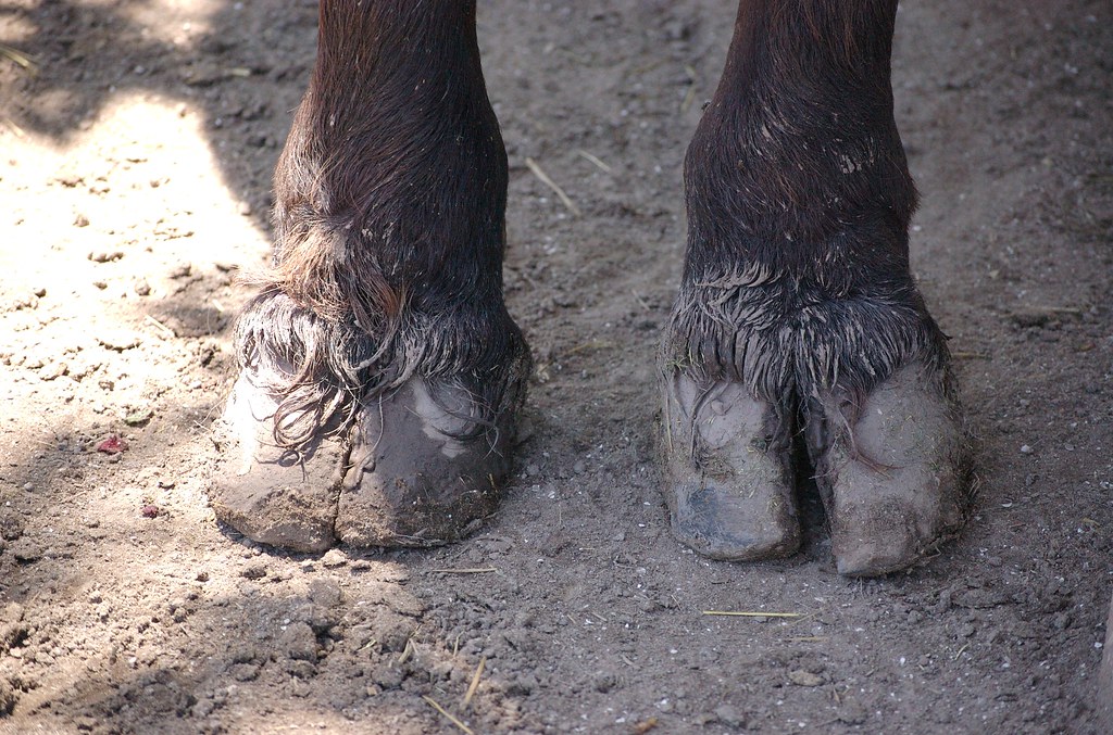 Buffalo hooves Beatrice Murch Flickr