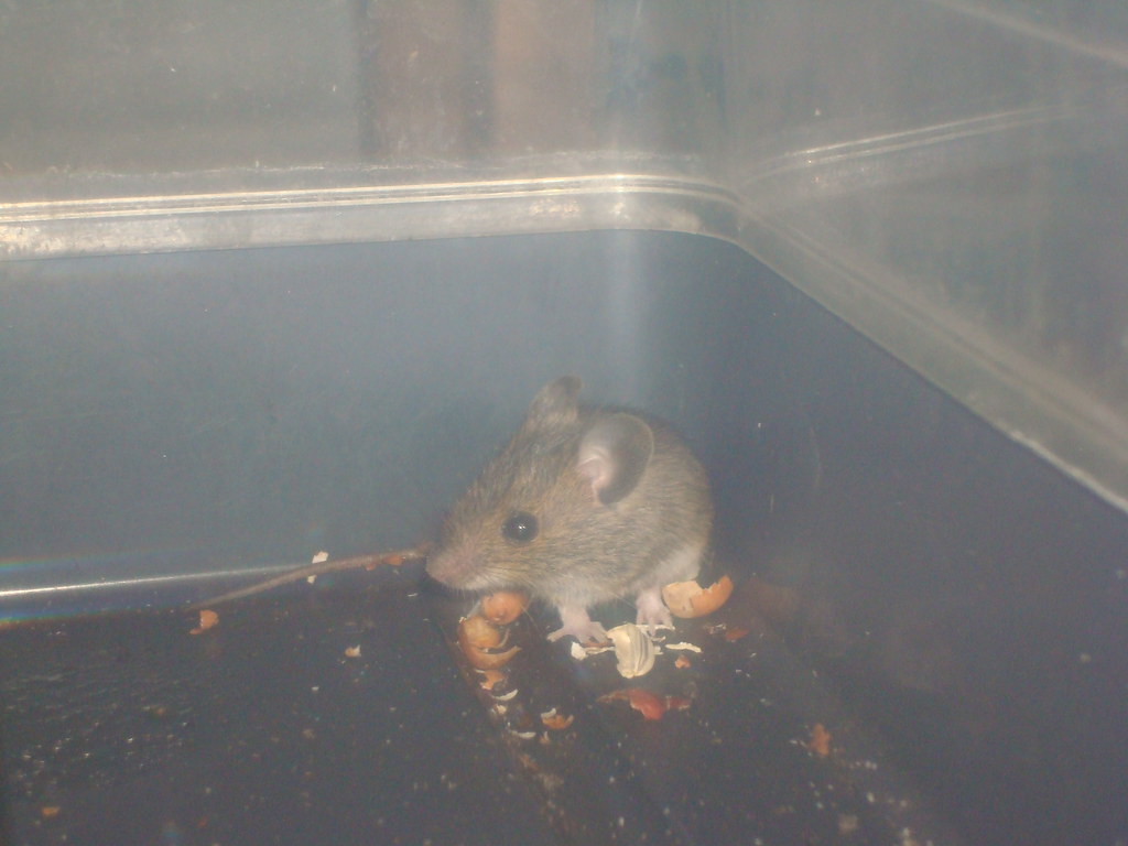 35 Mouses We have mouses in our house. One poor little t… Flickr