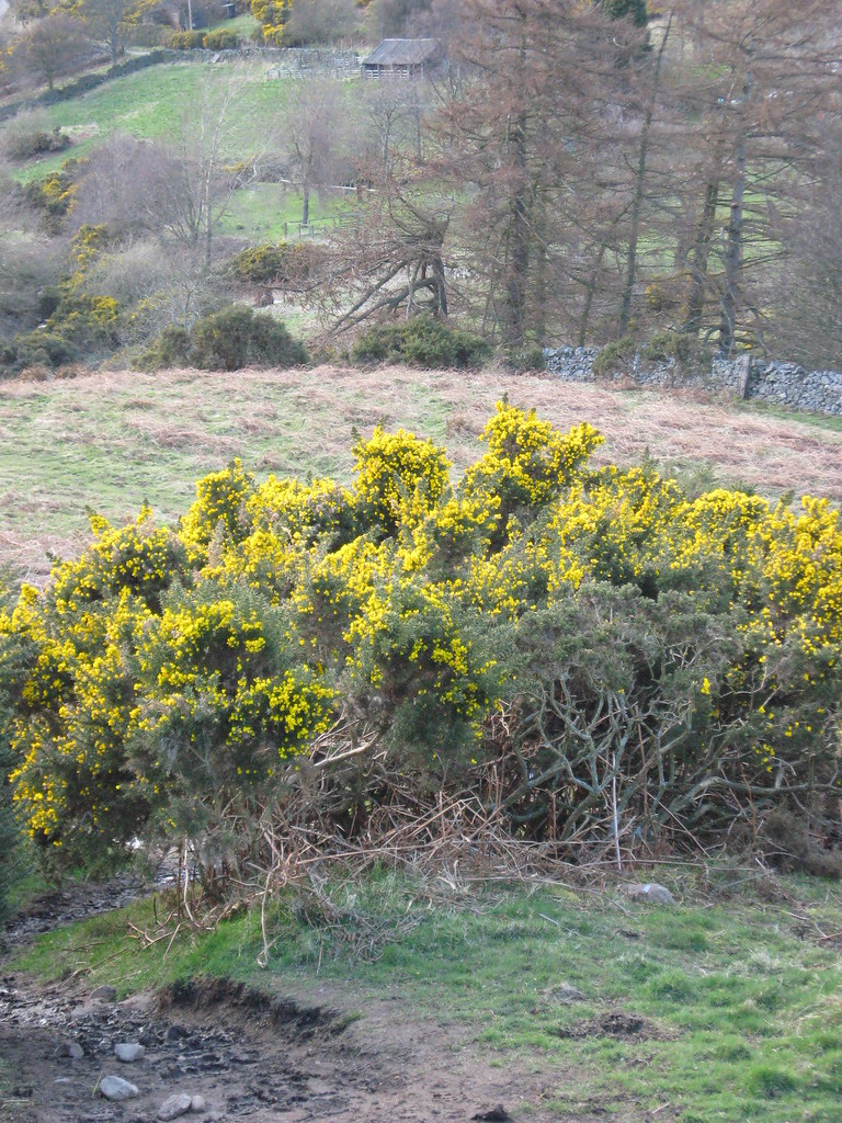 IMG_0396 Wooler common northumbria community Flickr