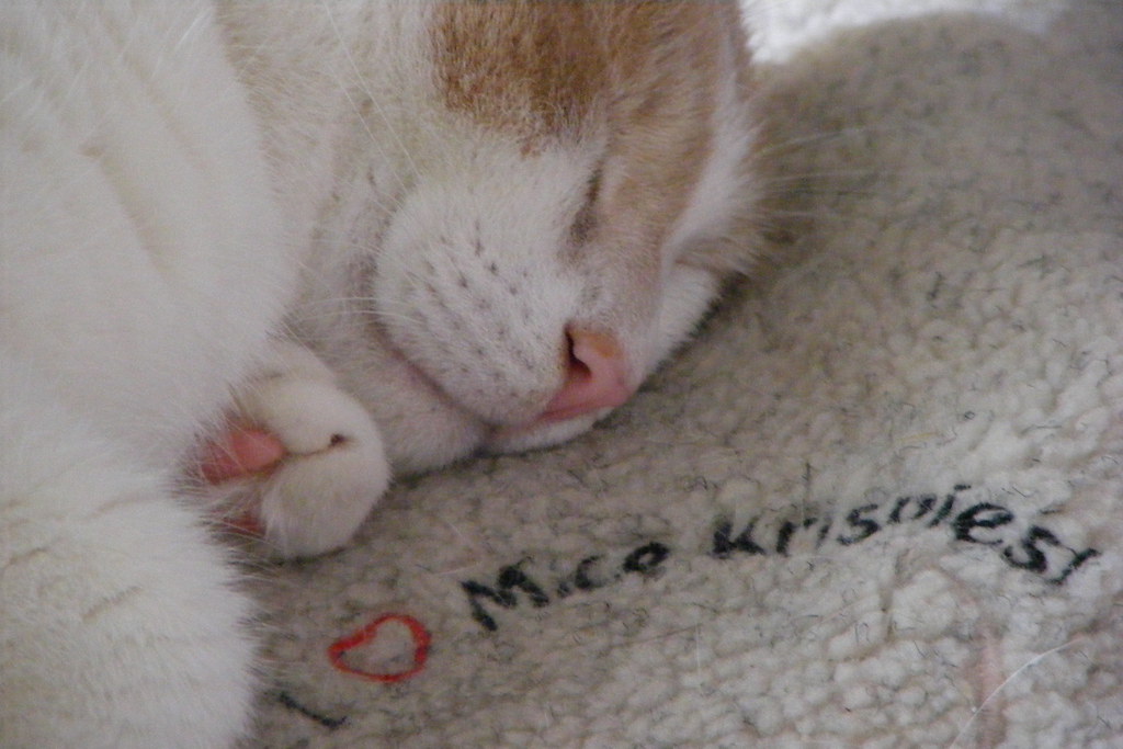 "Mice Krispies" Blanket Cuddling up with his Christmas "mi… Flickr
