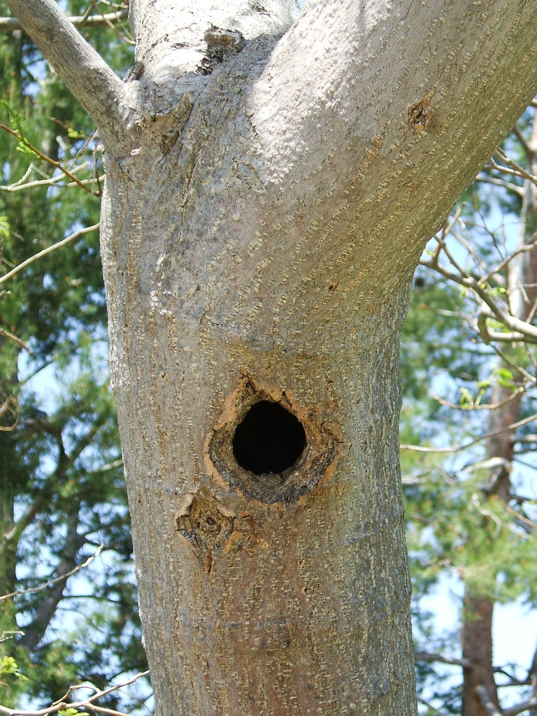 Tree Woodpeckers' house How many times can a woodpecker pe… Flickr