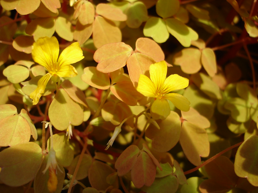 can you find the flowers? Dizzy Hellfire Flickr