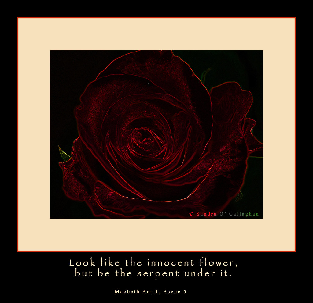 Look like the innocent flower Sandra O'Callaghan Flickr