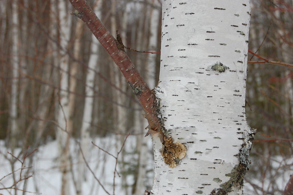Birch bark, Pine County MN Paper birch bark is a rich purp… Flickr