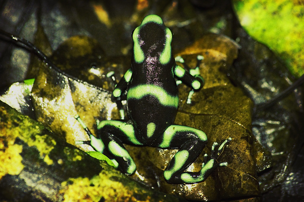 La rana de dardo venenoso Víctor Bautista Flickr