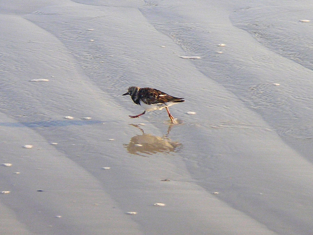 Turnstones 003 peter.walton Flickr