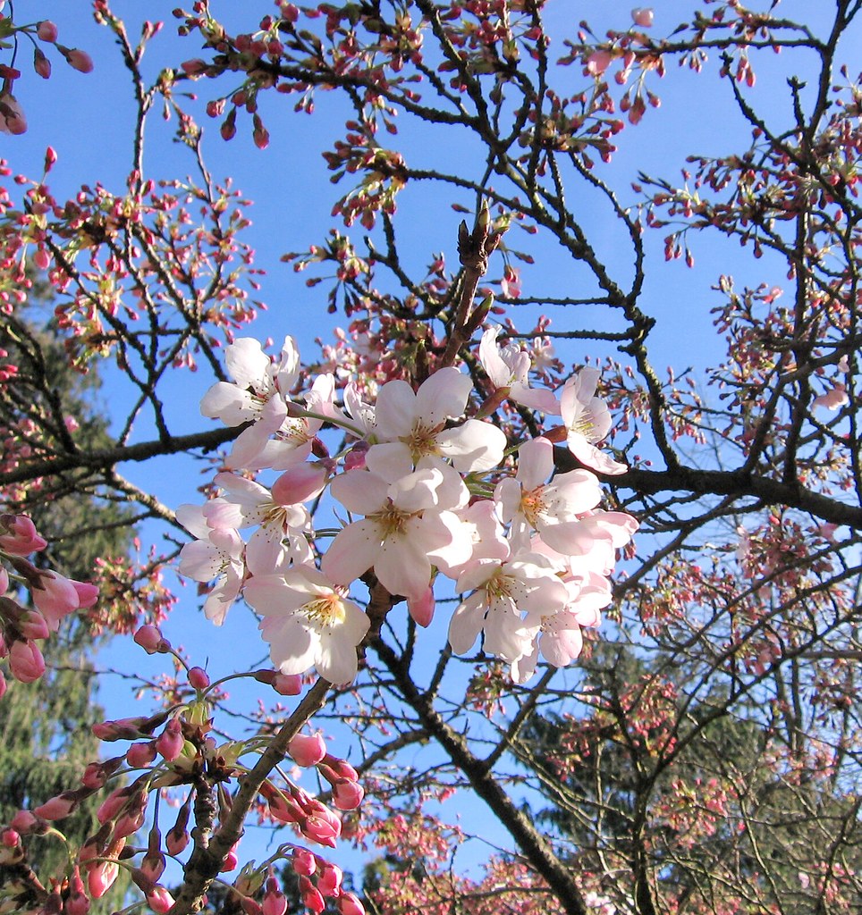 cherry blossoms Taken at Golden Gate Park's Botanical Gard… Flickr