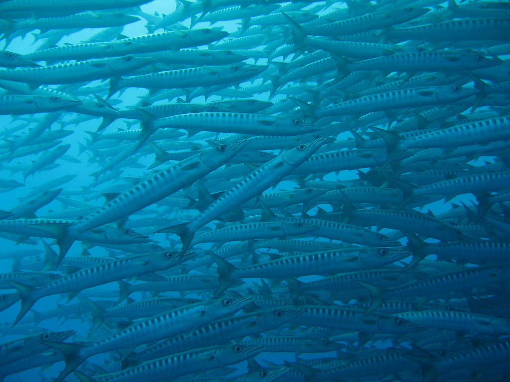 これ読める？「魳」魚に帀と書いてなんて読む？【読めたらすごい魚漢字クイズ】 - Sotokoto Online（ソトコトオンライン） - 未来をつくるSdgsマガジン Barracuda / 魳(カマス) | Palau | Tanaka Juuyoh (田中十洋) | Flickr