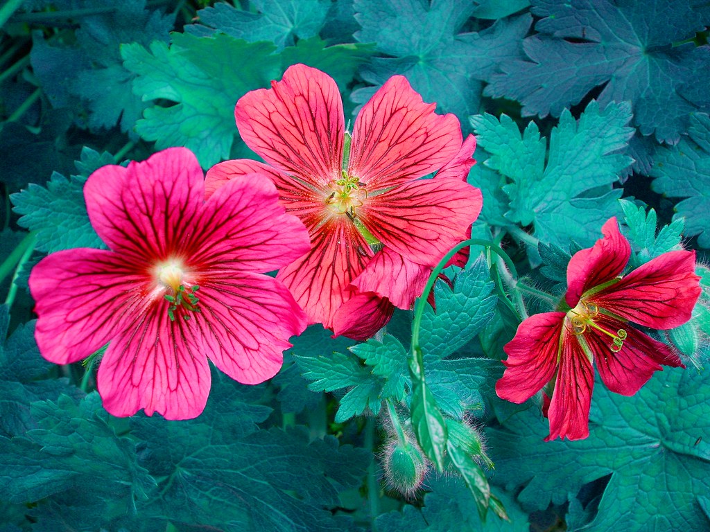 Flowers Flowers taken in Preston Manor gardens in Brighton… Flickr