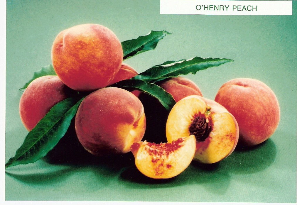 O'Henry Peach Picture of "O'Henry' peaches courtesy of Dav… Flickr