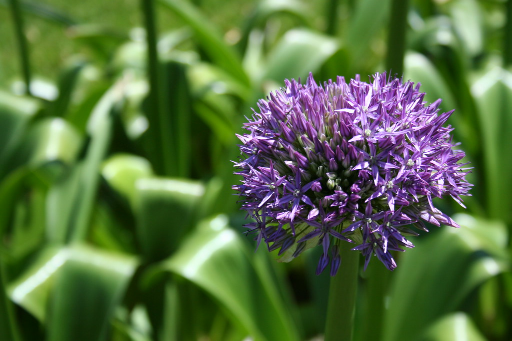 Flowers, Flowers and More Flowers Flickr