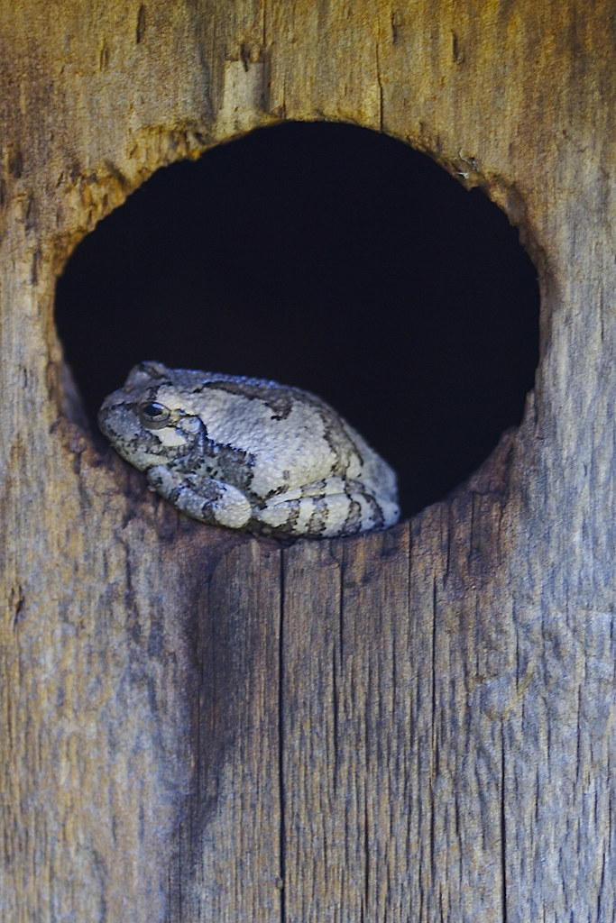 Tree Frog in Bird House Bill Bumgarner Flickr