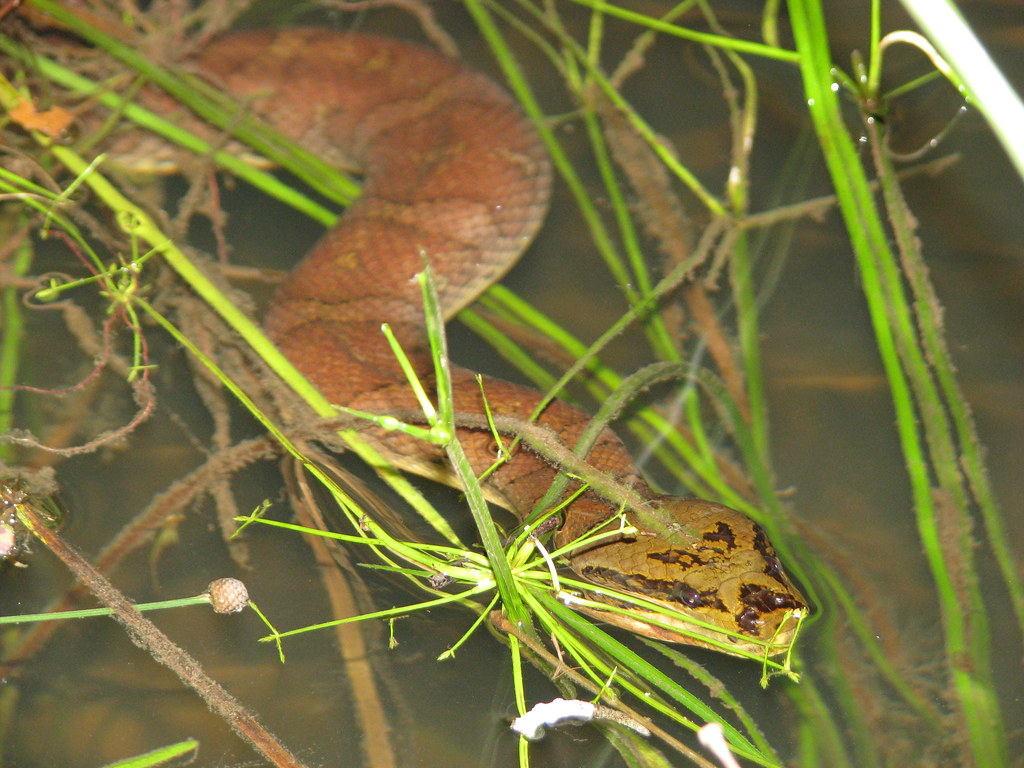 Pufffaced water snake Homalopsis buccata Singapore, NS Flickr