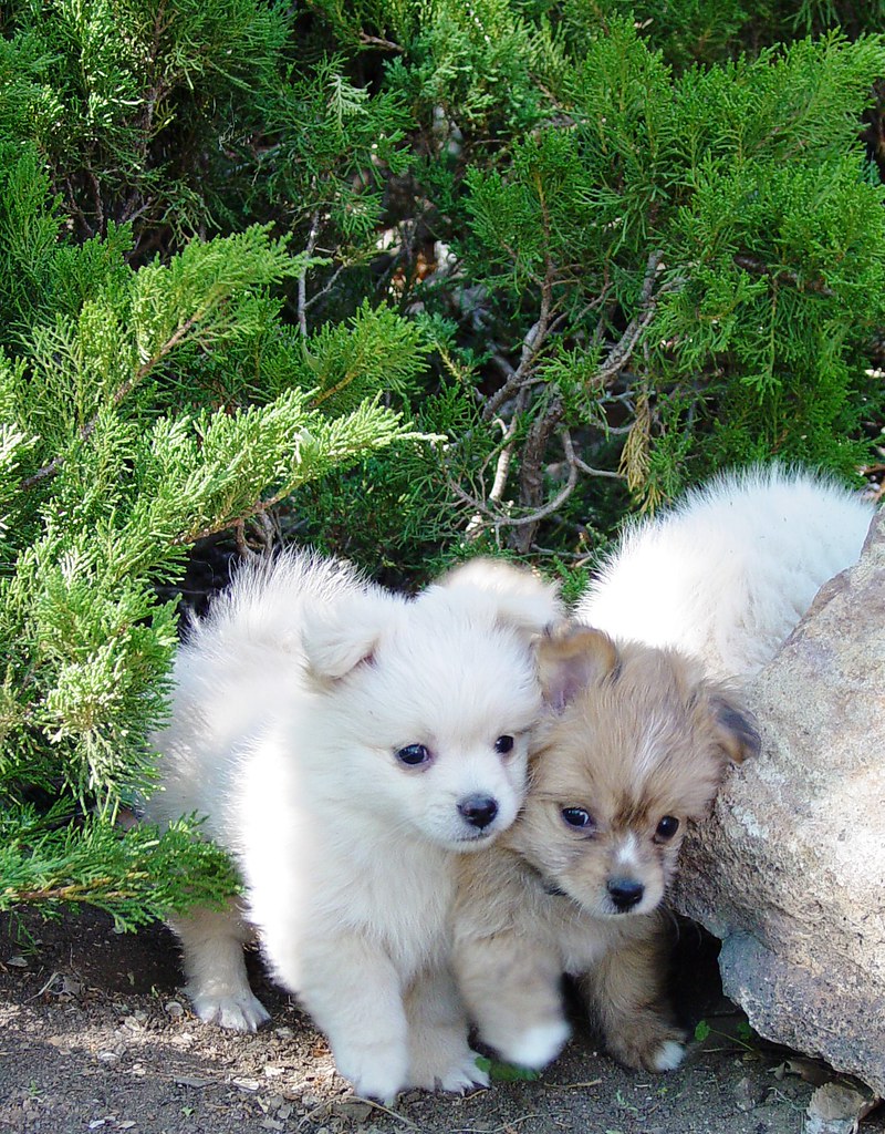 A Pair of Half Pomeranian Half Poodle Puppies at my Brothe