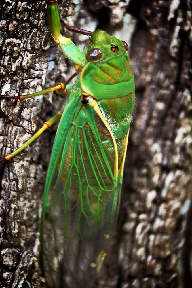 Cicada Green Grocer Cicada, Valley lakes Mount Gambier. Stephen