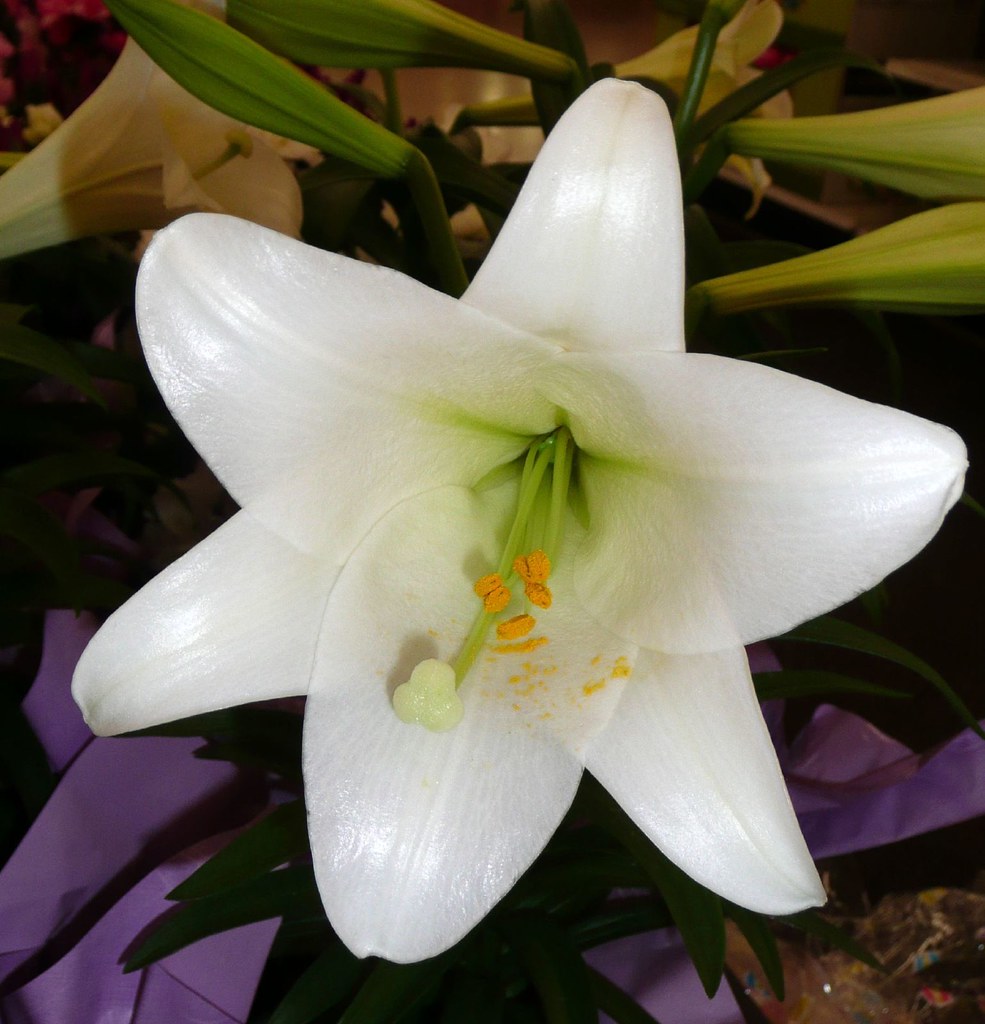 Easter Lily WalMart Mark Flickr
