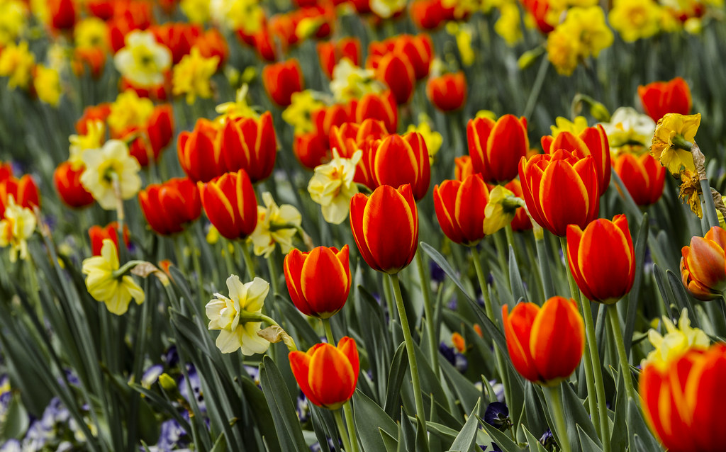 Red Tulips DABG_MG_0295 Brilliant red tulips with a bit or… Flickr