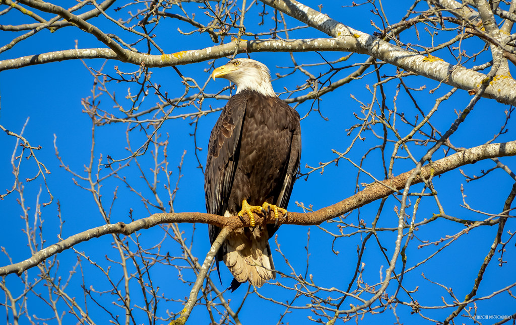 Bald Eagles in South Delta, BC 3865 72nd Street Delta, B… Flickr