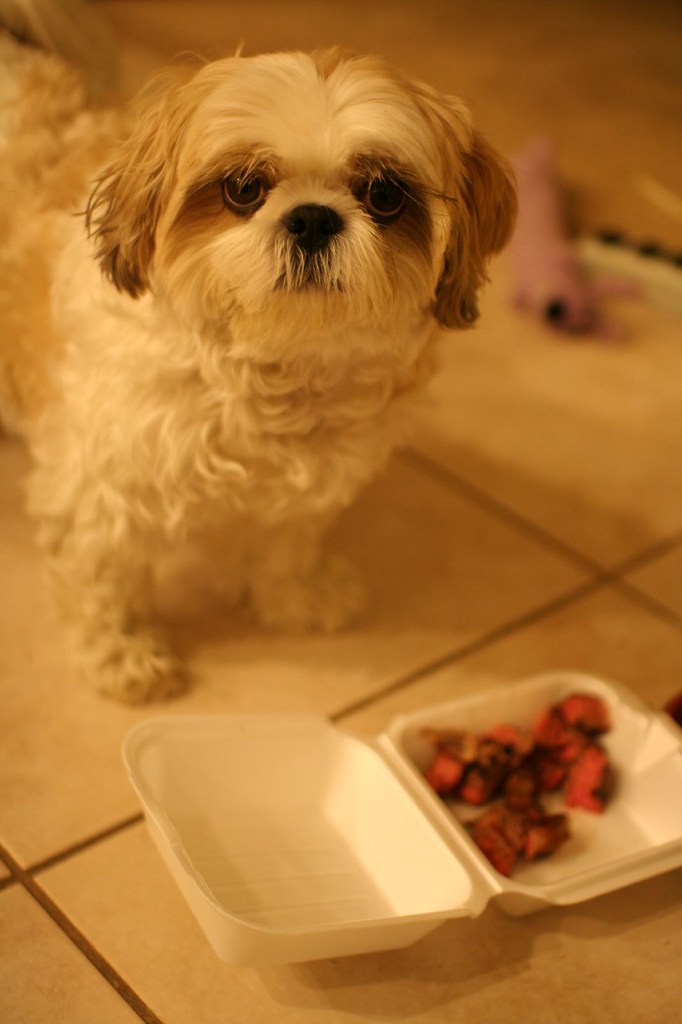 dog eat cow rmatei Flickr