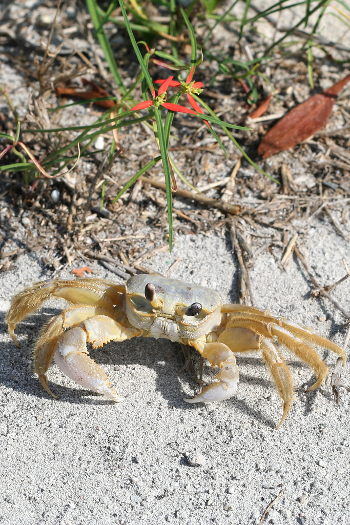 Young Florida Key Stone Crab Spotted in Bahia Honda Key Flickr