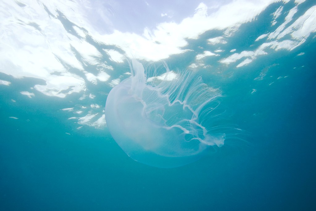 Moon Jellyfish Bermuda James Scott Flickr